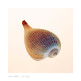 Fig Shell -  Tom Artin - McGaw Graphics