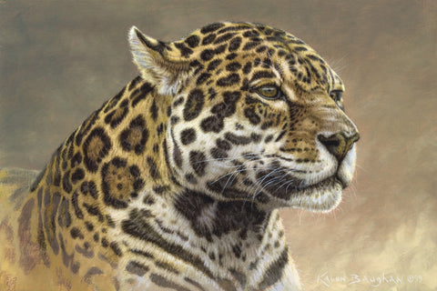 Jaguar -  Kalon Baughan - McGaw Graphics