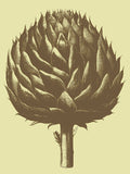 Artichoke 3 -  Botanical Series - McGaw Graphics