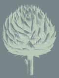 Artichoke 7 -  Botanical Series - McGaw Graphics