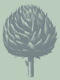 Artichoke 8 -  Botanical Series - McGaw Graphics
