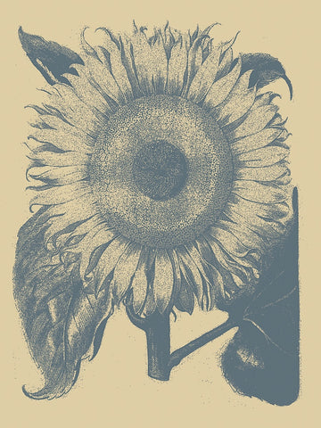 Sunflower 1 -  Botanical Series - McGaw Graphics