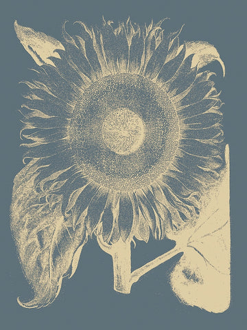 Sunflower 2 -  Botanical Series - McGaw Graphics