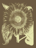 Sunflower 3 -  Botanical Series - McGaw Graphics