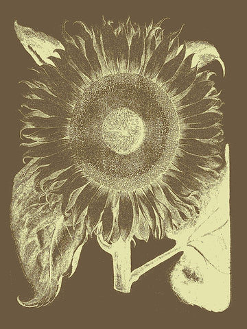 Sunflower 3 -  Botanical Series - McGaw Graphics