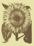 Sunflower 4 -  Botanical Series - McGaw Graphics