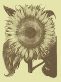 Sunflower 4 -  Botanical Series - McGaw Graphics