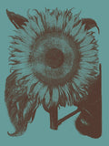 Sunflower 5 -  Botanical Series - McGaw Graphics