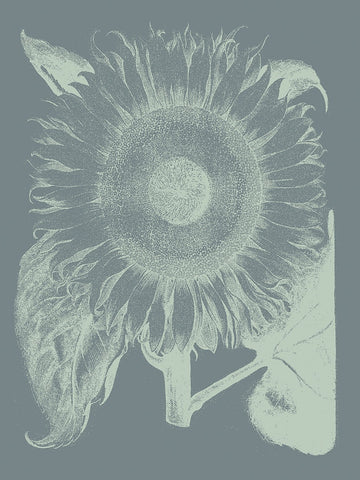 Sunflower 7 -  Botanical Series - McGaw Graphics