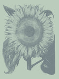 Sunflower 8 -  Botanical Series - McGaw Graphics