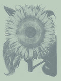 Sunflower 8 -  Botanical Series - McGaw Graphics