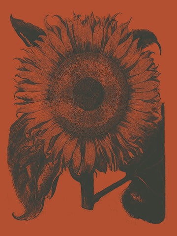 Sunflower 9 -  Botanical Series - McGaw Graphics
