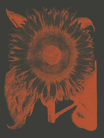 Sunflower 10 -  Botanical Series - McGaw Graphics