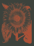 Sunflower 10 -  Botanical Series - McGaw Graphics