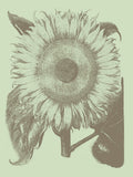 Sunflower 11 -  Botanical Series - McGaw Graphics