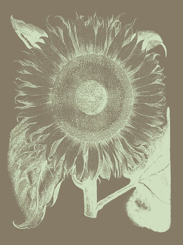 Sunflower 12 -  Botanical Series - McGaw Graphics