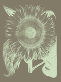 Sunflower 12 -  Botanical Series - McGaw Graphics