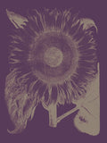 Sunflower 13 -  Botanical Series - McGaw Graphics