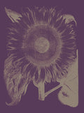 Sunflower 13 -  Botanical Series - McGaw Graphics