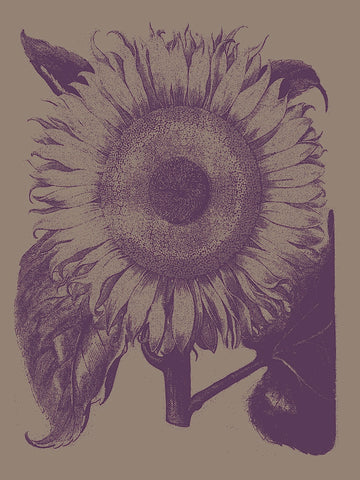 Sunflower 14 -  Botanical Series - McGaw Graphics
