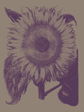 Sunflower 14 -  Botanical Series - McGaw Graphics