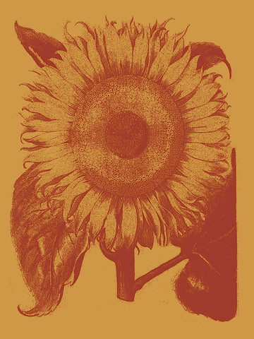 Sunflower 15 -  Botanical Series - McGaw Graphics