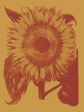 Sunflower 15 -  Botanical Series - McGaw Graphics