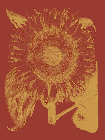 Sunflower 16 -  Botanical Series - McGaw Graphics