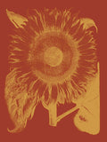 Sunflower 16 -  Botanical Series - McGaw Graphics