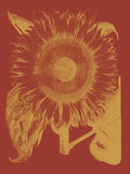 Sunflower 16 -  Botanical Series - McGaw Graphics