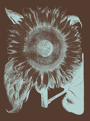 Sunflower 17 -  Botanical Series - McGaw Graphics