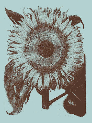 Sunflower 18 -  Botanical Series - McGaw Graphics