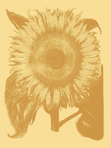 Sunflower 19 -  Botanical Series - McGaw Graphics