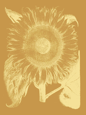 Sunflower 20 -  Botanical Series - McGaw Graphics