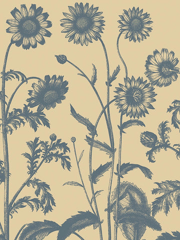 Chrysanthemum 1 -  Botanical Series - McGaw Graphics