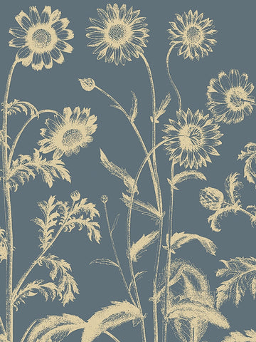 Chrysanthemum 2 -  Botanical Series - McGaw Graphics
