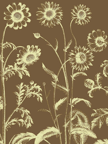 Chrysanthemum 3 -  Botanical Series - McGaw Graphics