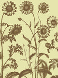 Chrysanthemum 4 -  Botanical Series - McGaw Graphics