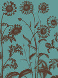 Chrysanthemum 5 -  Botanical Series - McGaw Graphics