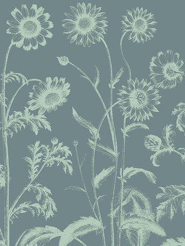 Chrysanthemum 7 -  Botanical Series - McGaw Graphics