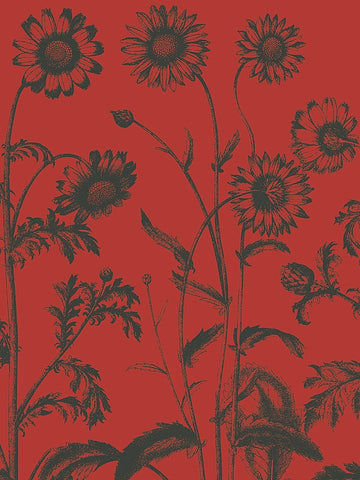 Chrysanthemum 9 -  Botanical Series - McGaw Graphics