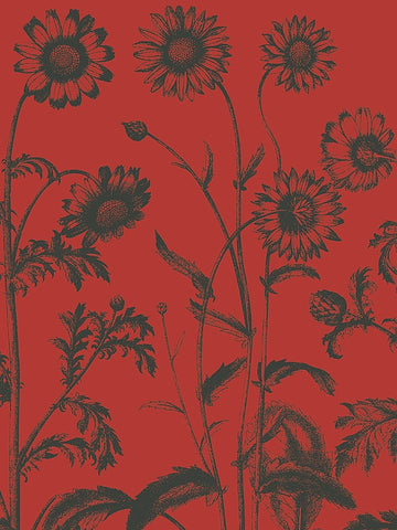 Chrysanthemum 9 -  Botanical Series - McGaw Graphics