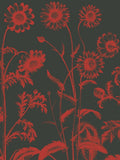 Chrysanthemum 10 -  Botanical Series - McGaw Graphics