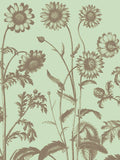 Chrysanthemum 11 -  Botanical Series - McGaw Graphics