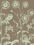 Chrysanthemum 12 -  Botanical Series - McGaw Graphics