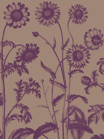 Chrysanthemum 14 -  Botanical Series - McGaw Graphics