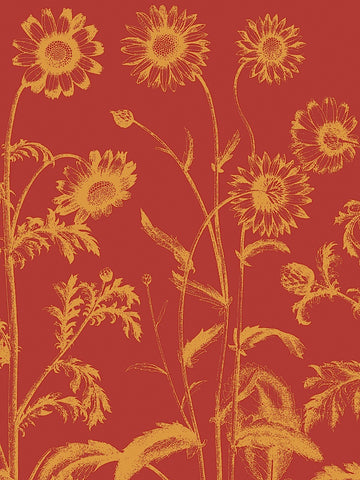 Chrysanthemum 16 -  Botanical Series - McGaw Graphics