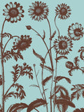 Chrysanthemum 18 -  Botanical Series - McGaw Graphics