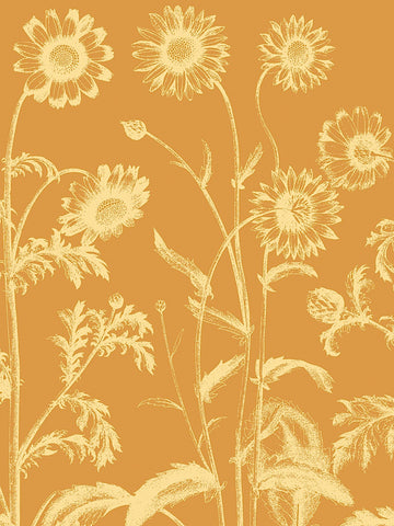 Chrysanthemum 20 -  Botanical Series - McGaw Graphics