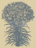 Lilies 1 -  Botanical Series - McGaw Graphics